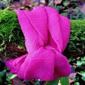 Cuello Turbante de Seda – Teñido con Cochinilla (Tono Rosa)